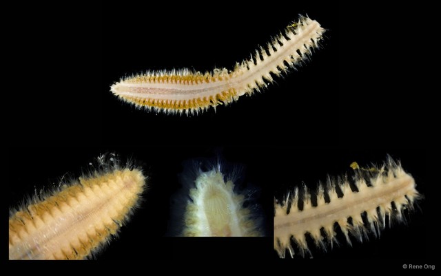 Nephtyidae sp. "SEA-1142"•&copy; Rene Ong•All Rights Reserved