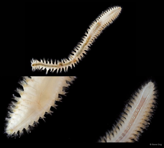 Nephtyidae sp. "SEA-1725"•&copy; Rene Ong•All Rights Reserved