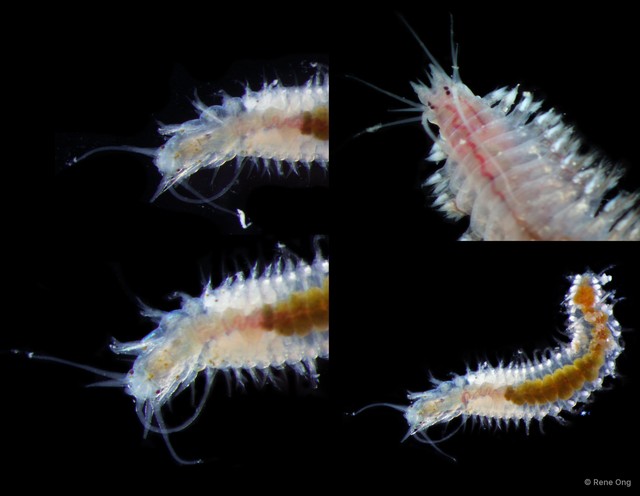 Nereididae sp. "cf. SEA-8347"•&copy; Rene Ong•All Rights Reserved