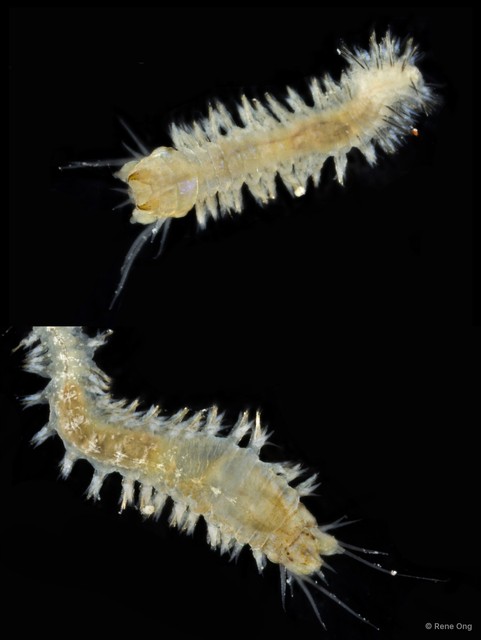 Nereididae sp. "SEA-1927"•&copy; Rene Ong•All Rights Reserved