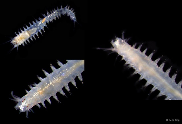 Nereididae sp. "SEA-2428"•&copy; Rene Ong•All Rights Reserved