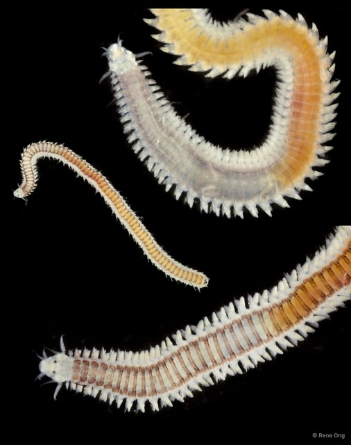 Phyllodocidae sp. "SEA-7308"•&copy; Rene Ong•All Rights Reserved