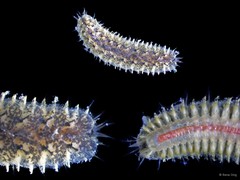 Polynoidae sp. "JS-2266"