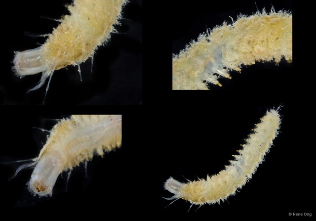 Polynoidae sp. "SEA-0156"•&copy; Rene Ong•All Rights Reserved