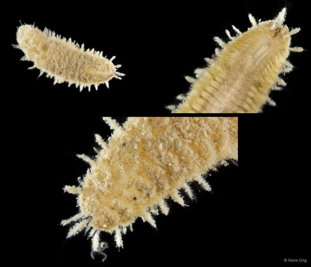 Polynoidae sp. "SEA-0432"•&copy; Rene Ong•All Rights Reserved