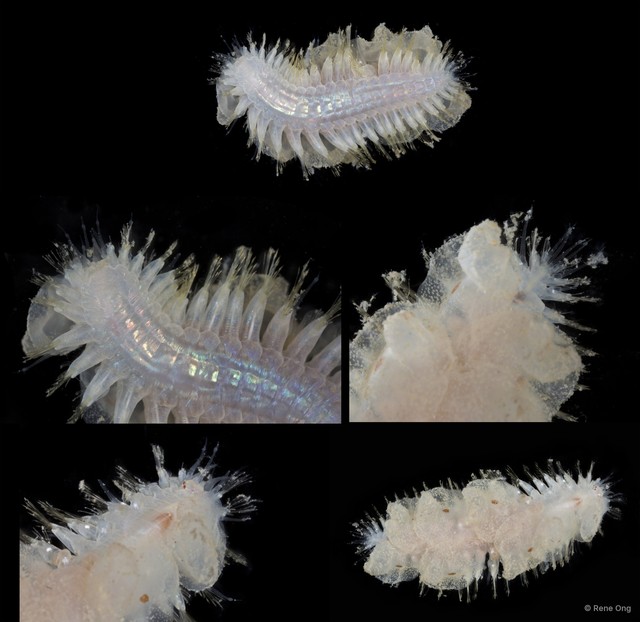 Polynoidae sp. "SEA-2412"•&copy; Rene Ong•All Rights Reserved