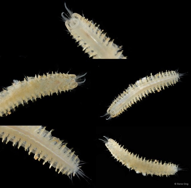 Polynoidae sp. "SEA-2982"•&copy; Rene Ong•All Rights Reserved