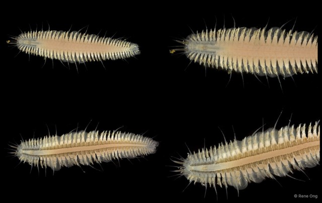 Polynoidae sp. "SEA-6816"•&copy; Rene Ong•All Rights Reserved