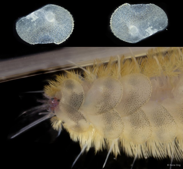 Polynoidae sp. "SUB-1490"•&copy; Rene Ong•All Rights Reserved