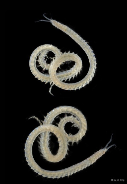 Sigalionidae sp. "Pisione/Pisionella OTC-0261"•&copy; Rene Ong•All Rights Reserved