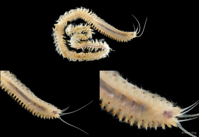 Sigalionidae sp. "SEA-1132"•&copy; Rene Ong•All Rights Reserved