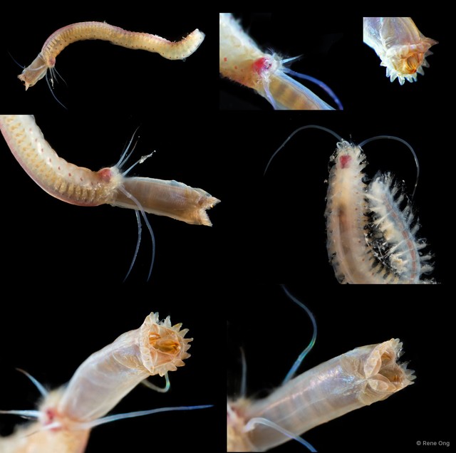 Sigalionidae sp. "SEA-4035"•&copy; Rene Ong•All Rights Reserved