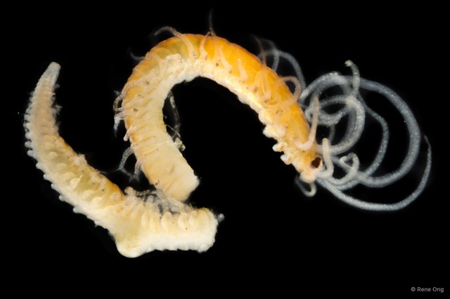 Syllidae sp. "SEA-2972"•&copy; Rene Ong•All Rights Reserved