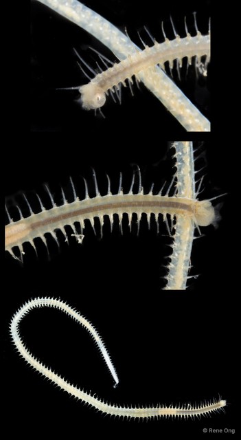 Syllinae sp. "SEA-2976"•&copy; Rene Ong•All Rights Reserved