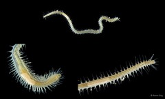 Syllidae sp. "SEA-7673"