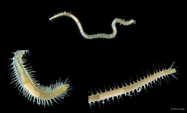 Syllidae sp. "SEA-7673"•&copy; Rene Ong•All Rights Reserved