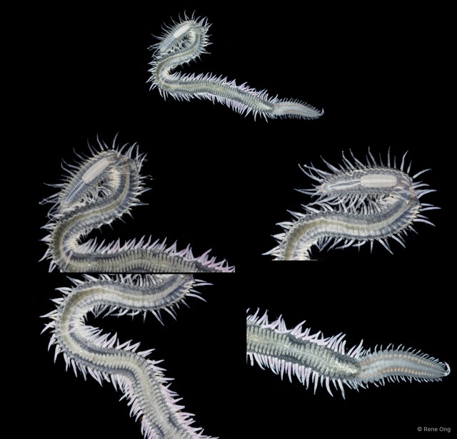 Syllinae sp. "SS-0996"•&copy; Rene Ong•All Rights Reserved