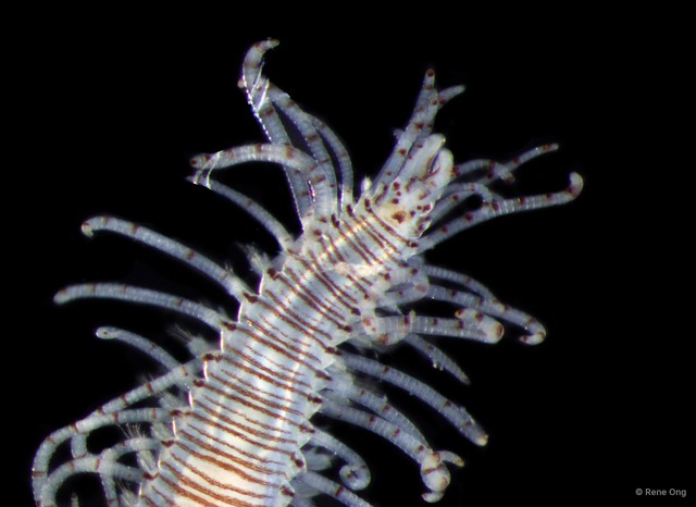 Syllinae sp. "SS-0997"•&copy; Rene Ong•All Rights Reserved