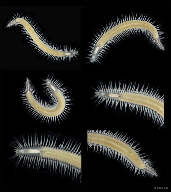Syllinae sp. "SUB-1491"•&copy; Rene Ong•All Rights Reserved