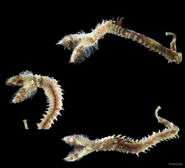 Sabellariidae sp. "cf. Lygdamis SS-4031"•&copy; Rene Ong•All Rights Reserved