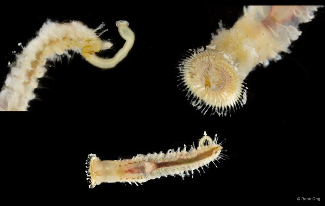 Sabellaria sp. "SEA-6971"•&copy; Rene Ong•All Rights Reserved