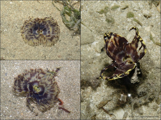 Sabellidae sp. "597f4f47"•&copy; Ria Tan•All Rights Reserved