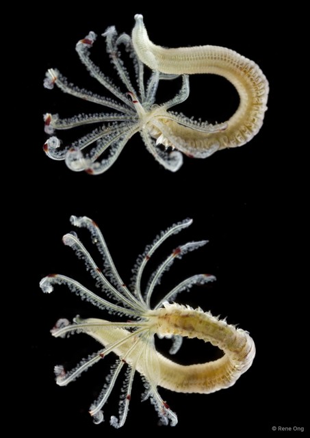 Sabellidae sp. "INT-0230"•&copy; Rene Ong•All Rights Reserved