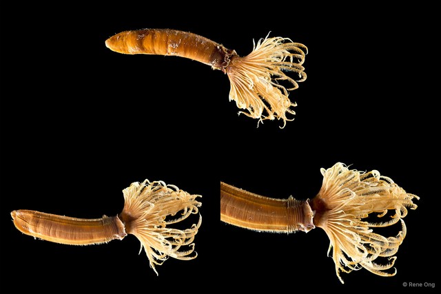 Sabellidae sp. "INT-1137"•&copy; Rene Ong•All Rights Reserved