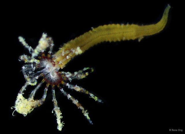 Sabellidae sp. "SA11-004"•&copy; Rene Ong•All Rights Reserved