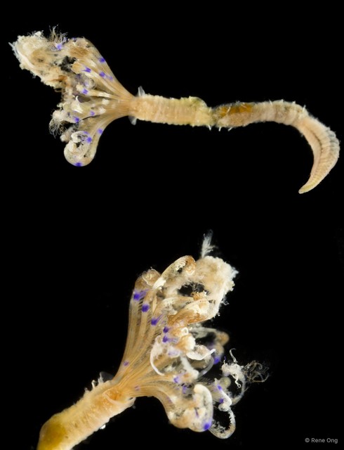 Sabellidae sp. "SEA-1388"•&copy; Rene Ong•All Rights Reserved