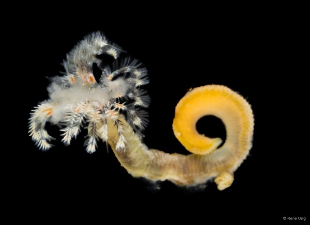 Sabellidae sp. "SEA-3238"•&copy; Rene Ong•All Rights Reserved
