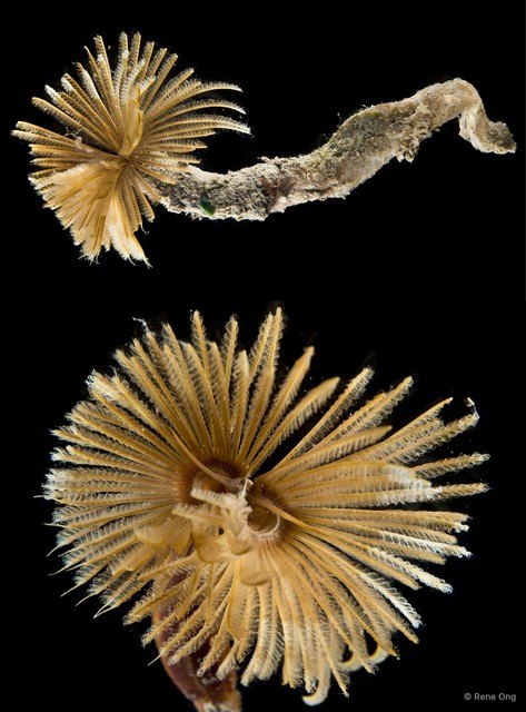 Sabellidae sp. "SS-1759"•&copy; Rene Ong•All Rights Reserved