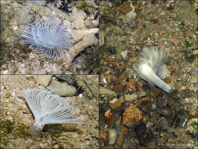 Bispira sp. "597f4f56"•&copy; Ria Tan•All Rights Reserved