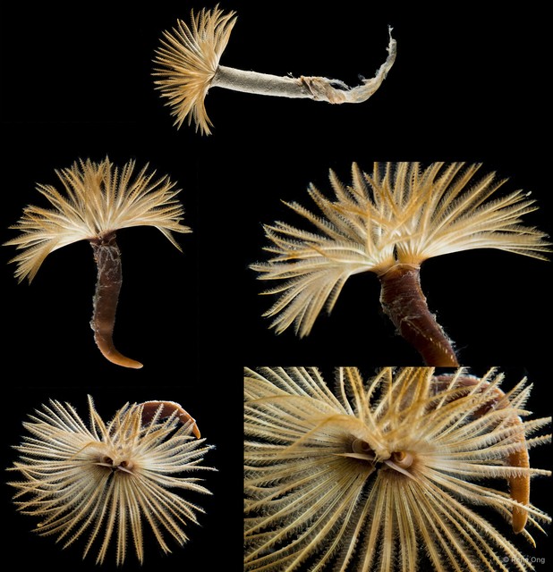 Sabellastarte sp. "SS-1742"•&copy; Rene Ong•All Rights Reserved
