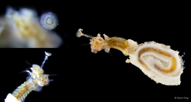 Serpulidae sp. "Hydroides/Serpula SUB-0488"•&copy; Rene Ong•All Rights Reserved