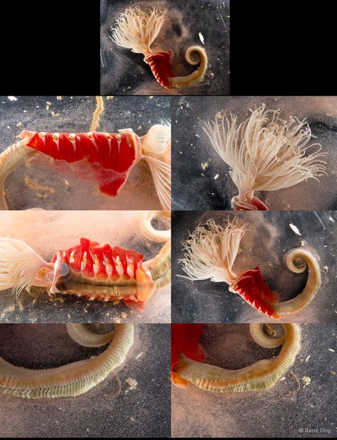 Protula sp. "2 SS-0999"•&copy; Rene Ong•All Rights Reserved
