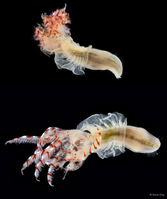 Protula sp. "ARM-0421"•&copy; Rene Ong•All Rights Reserved