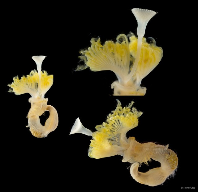 Serpula sp. "SEA-6930"•&copy; Rene Ong•All Rights Reserved