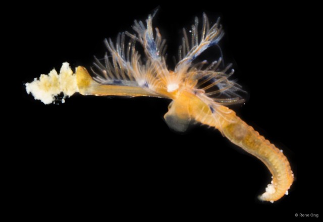 Spirobranchus sp. "1 ARM-0369"•&copy; Rene Ong•All Rights Reserved
