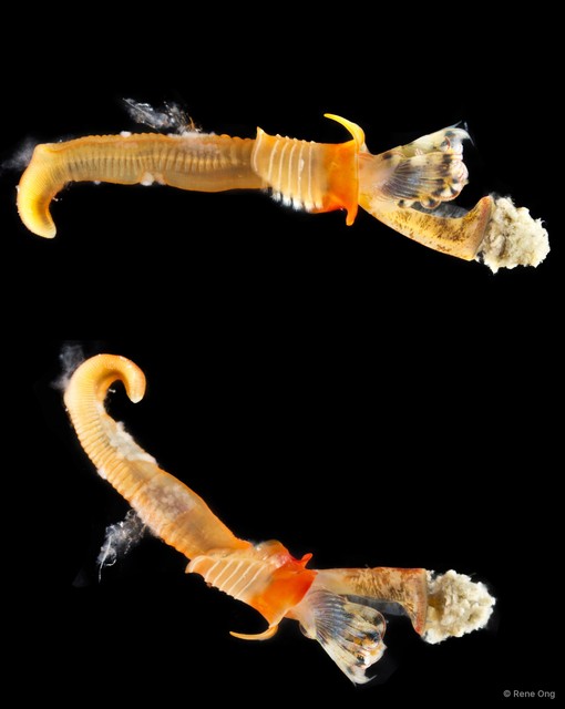 Spirobranchus sp. "1 SUB-2043"•&copy; Rene Ong•All Rights Reserved