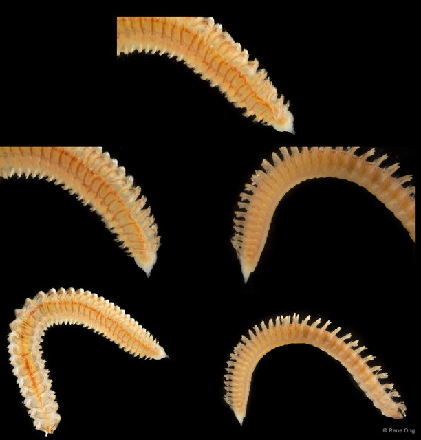 Scolelepis sp. "SEA-5556"•&copy; Rene Ong•All Rights Reserved