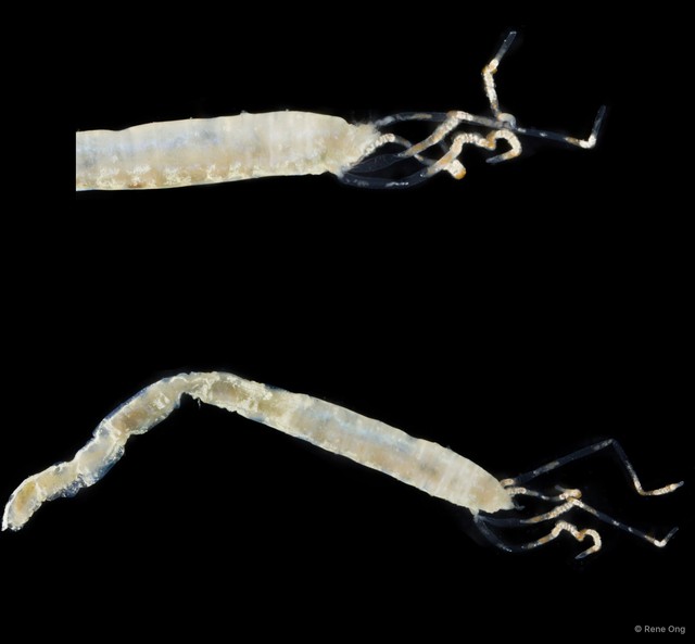 Ampharetidae sp. "SEA-4434"•&copy; Rene Ong•All Rights Reserved