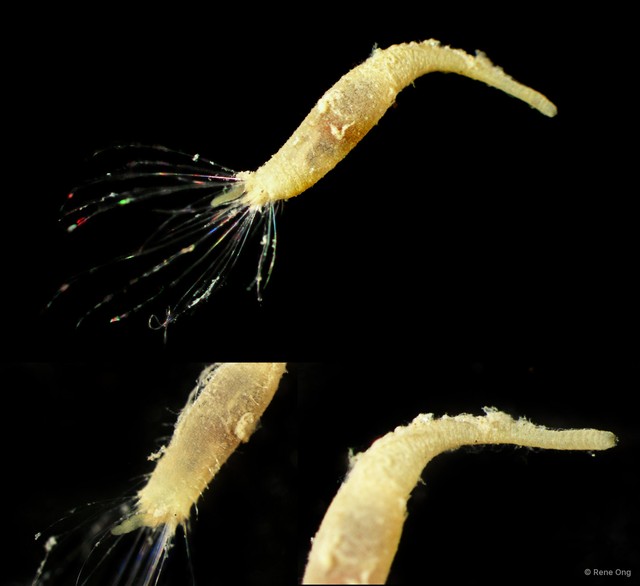 Flabelligeridae sp. "9"•&copy; Rene Ong•All Rights Reserved
