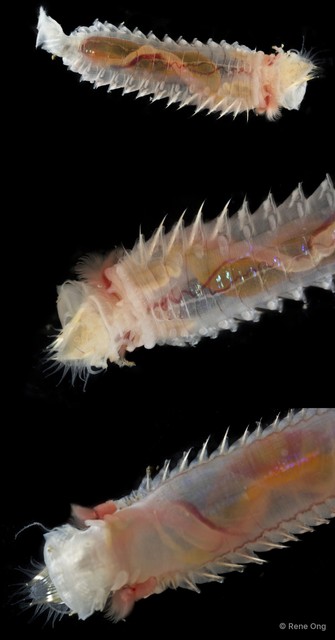 Pectinariidae sp. "SEA-3580B"•&copy; Rene Ong•All Rights Reserved
