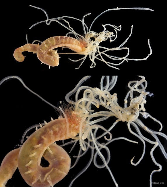 Terebellidae sp. "SEA-1686"•&copy; Rene Ong•All Rights Reserved
