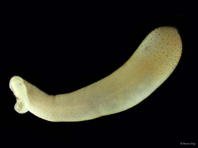 Sipuncula sp. "Peanut worm 1"•&copy; Rene Ong•All Rights Reserved