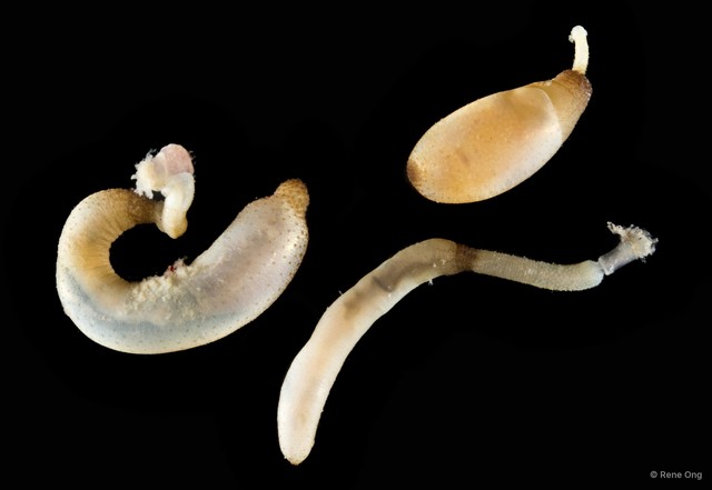 Sipuncula sp. "Peanut worm 10"•&copy; Rene Ong•All Rights Reserved