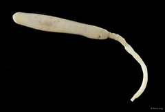 Sipuncula sp. "Peanut worm 11"