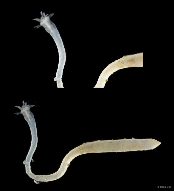 Sipuncula sp. "Peanut worm 12"•&copy; Rene Ong•All Rights Reserved