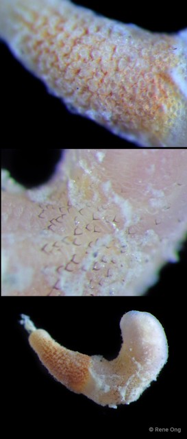 Sipuncula sp. "Peanut worm 13"•&copy; Rene Ong•All Rights Reserved